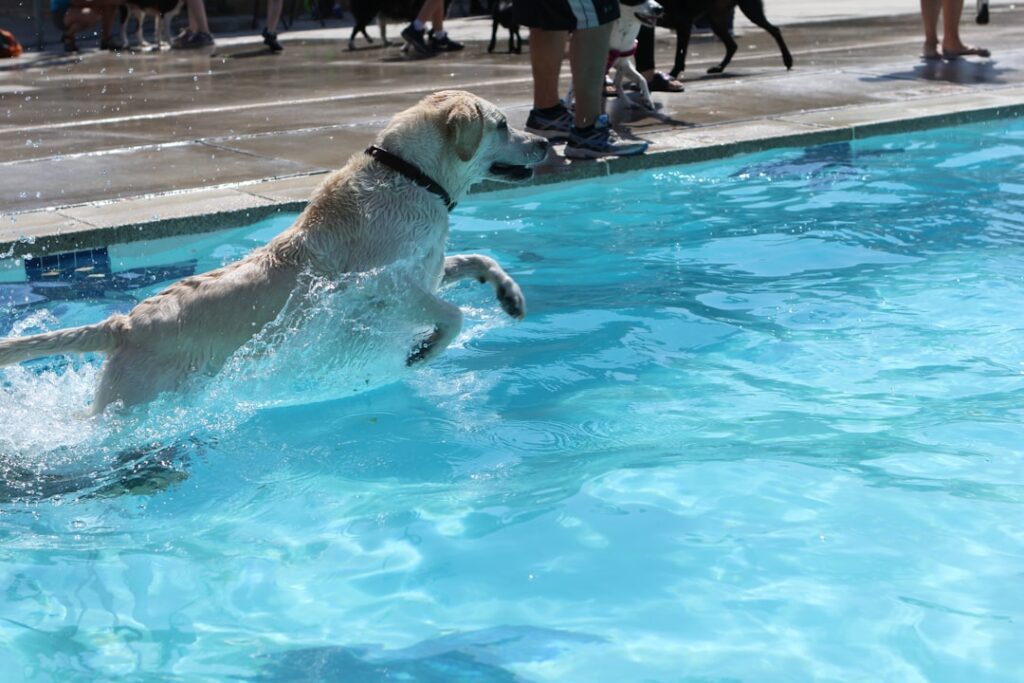 Keeping Cool: The Best Dog Pools for Summer Fun