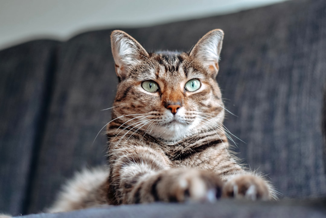 Exploring Popular Cat Breeds: From Siamese to Maine Coon
