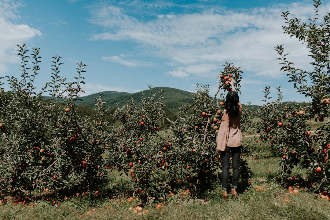 Exploring Highland Orchards: A Taste of Nature’s Bounty