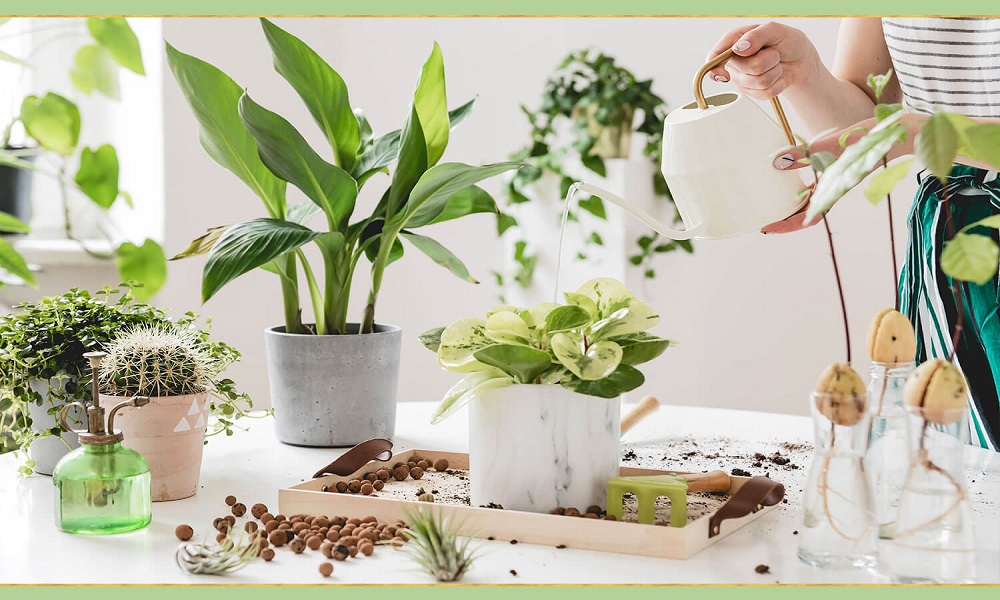 Precisely what are houseplants, and what are the many types of houseplants???
