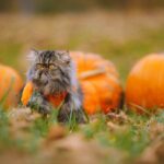 Unlock Your Creativity with Miou Muse