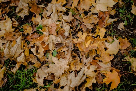 Unveiling the Enduring Charm of Solid Maple Flooring: A Deep Dive for the Informed Consumer