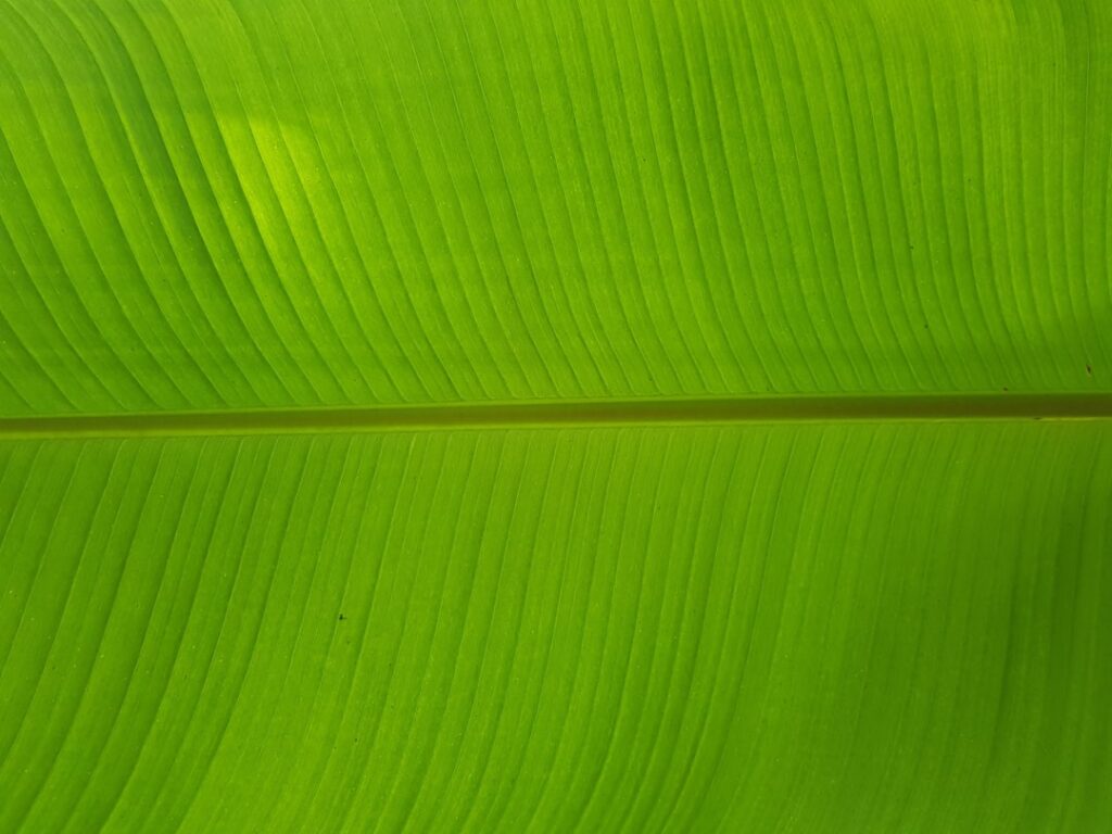 Going Green: Embracing the Timeless Charm of Green Plaid