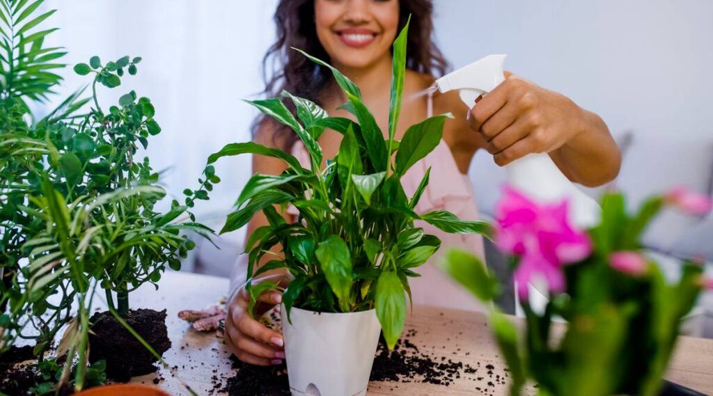 Amazingly Beautiful Indoor House Plants That Are Also Simple To Maintain!!!!