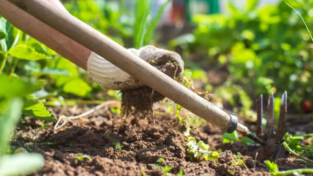 A Comprehensive Guide to Weed Prevention Services: Keeping Your Lawn and Garden Weed-Free