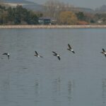Danube Delta Wildlife Tours from Tulcea for Birdwatching Enthusiasts