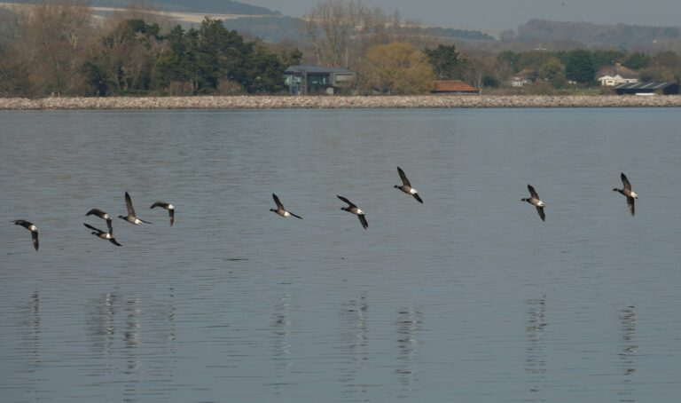 Danube Delta Wildlife Tours from Tulcea for Birdwatching Enthusiasts