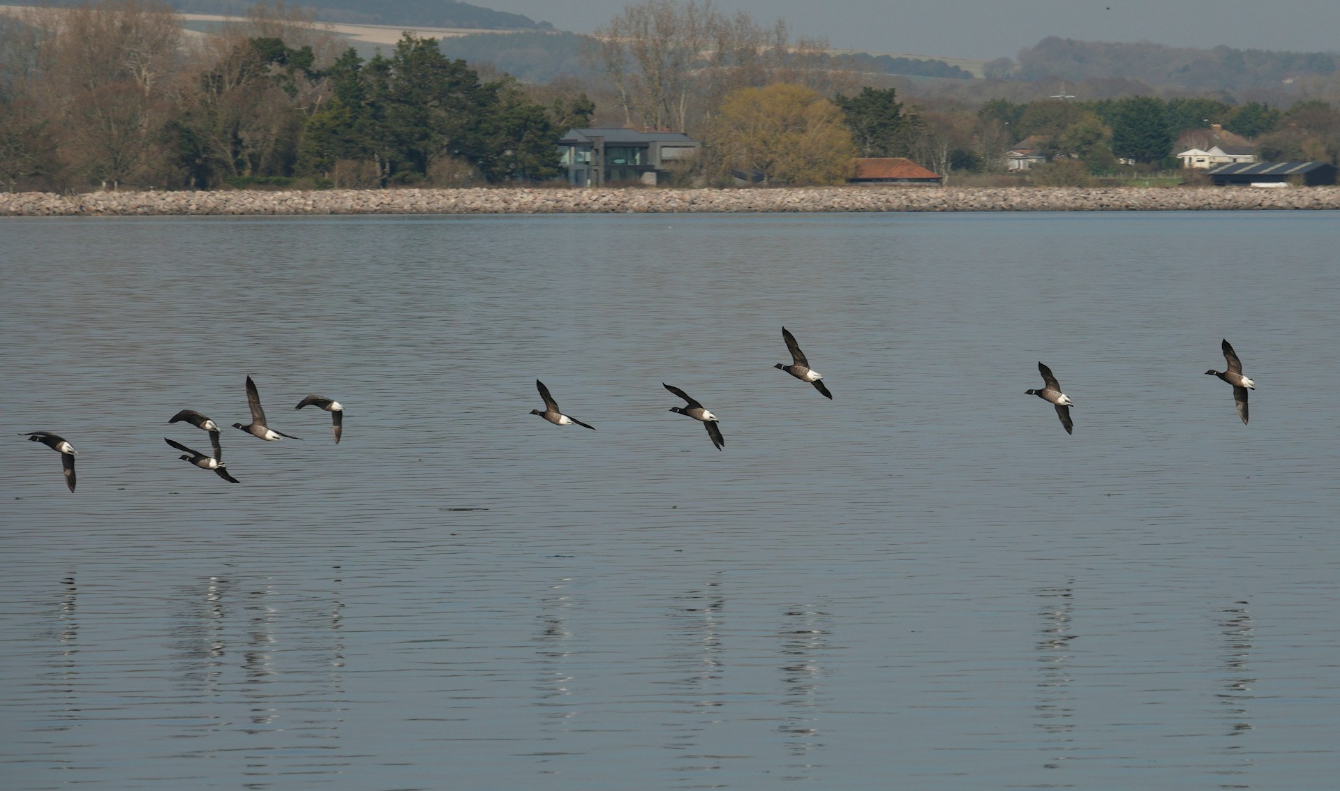 Danube Delta Wildlife Tours from Tulcea for Birdwatching Enthusiasts