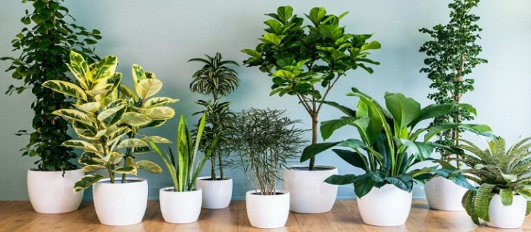 Plants for Soil Erosion Control that Work the Best!!!