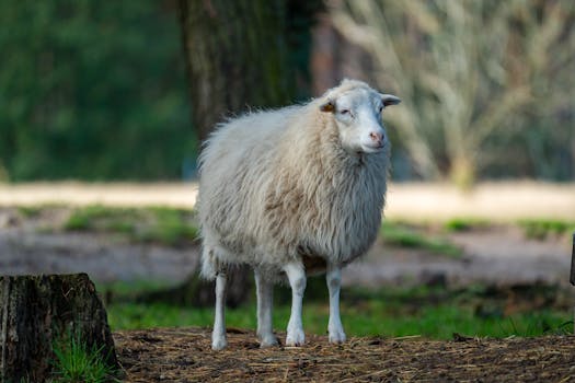 Unleashing the Weeping Willow: Your Canvas Awaits